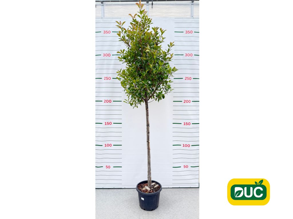 Dreviny na kmienku Červienka Red Robin na 170 190cm kmienku(2)