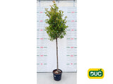 Dreviny na kmienku Červienka Red Robin na 170 190cm kmienku(2)
