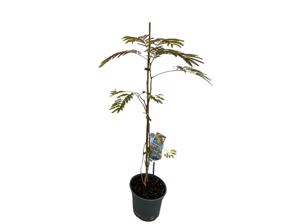 Okrasné stromy Albízia SUMMER CHOCOLATE 60 80 cm(12)