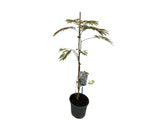 Okrasné stromy Albízia SUMMER CHOCOLATE 60 80 cm(12)