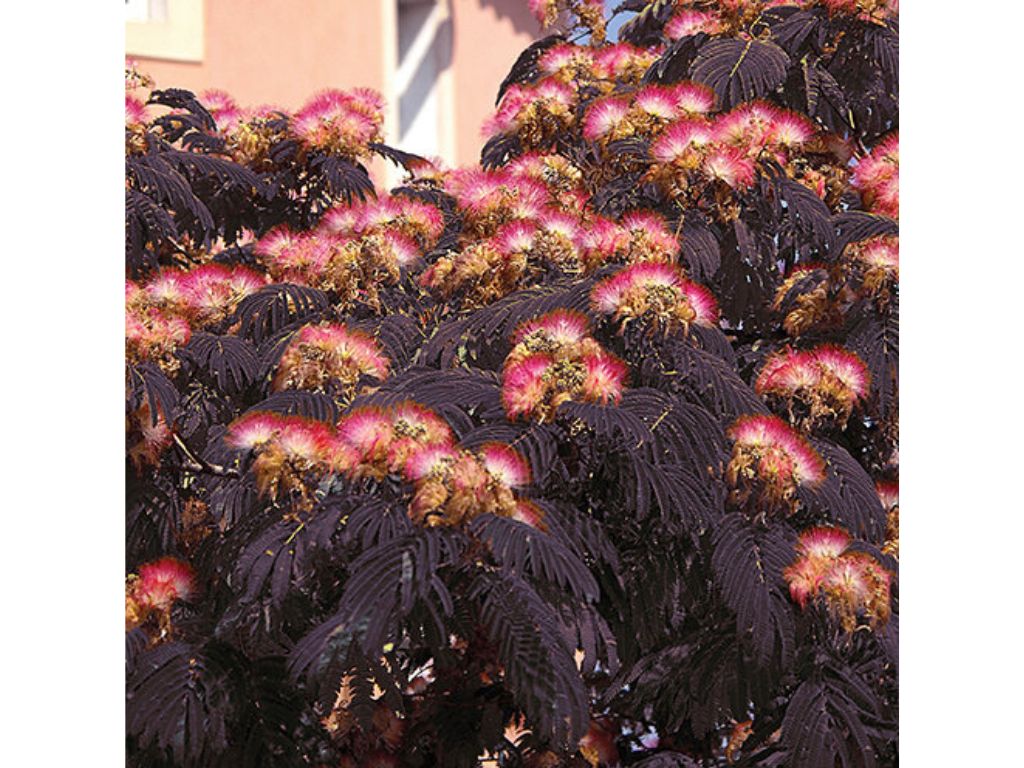 Okrasné stromy Albízia SUMMER CHOCOLATE 60 80 cm(4)