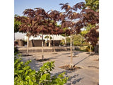 Okrasné stromy Albízia SUMMER CHOCOLATE 60 80 cm(7)