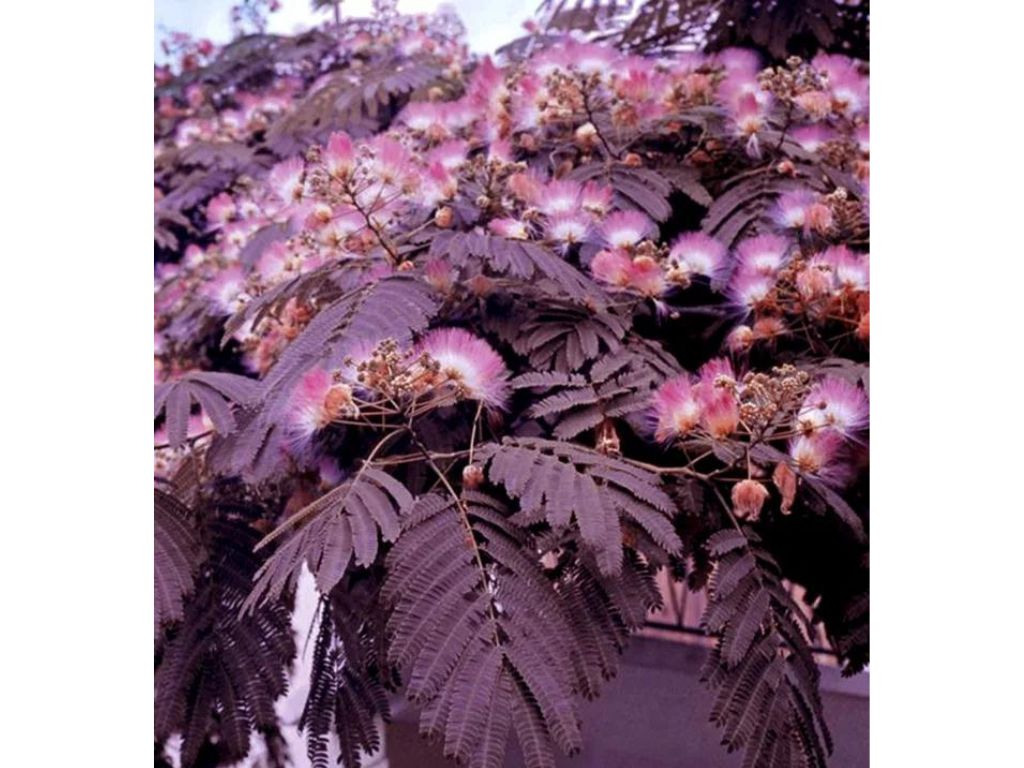 Okrasné stromy Albízia SUMMER CHOCOLATE 60 80 cm(9)
