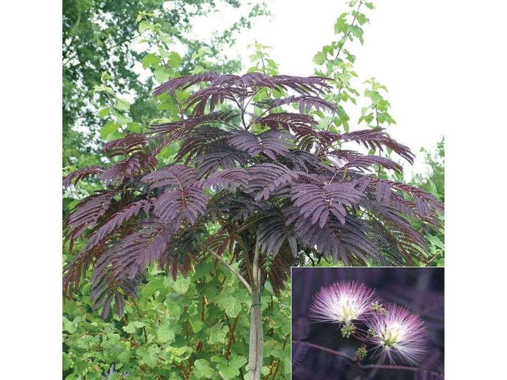 Okrasné stromy Albízia SUMMER CHOCOLATE 60 80 cm(10)