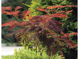 Okrasné stromy Albízia SUMMER CHOCOLATE 60 80 cm(5)
