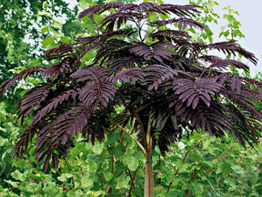 Okrasné stromy Albízia SUMMER CHOCOLATE 60 80 cm(1)