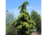 okrasne dreviny ducplant(332)