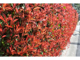 Okrasné kry Červienka fraserová CARRE ROUGE 30 40 cm(5)
