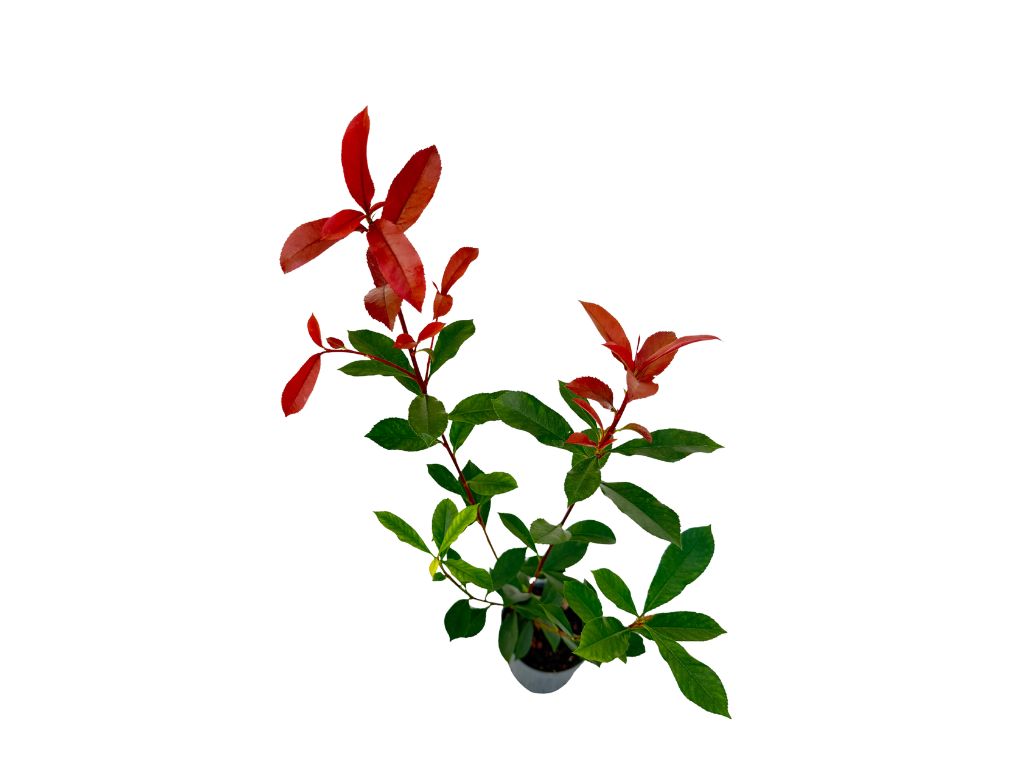 Okrasné kry Červienka fraserová CARRE ROUGE 30 40 cm(7)