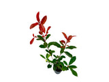Okrasné kry Červienka fraserová CARRE ROUGE 30 40 cm(7)