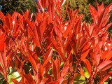 Okrasné kry Červienka fraserová CARRE ROUGE 30 40 cm(1)