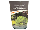 Okrasné kry Kryptoméria japonská LITTLE CHAMPION cca 25 cm(3)