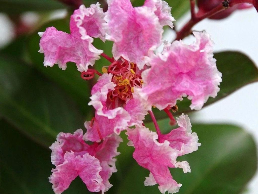Trvalky ducplant(260)