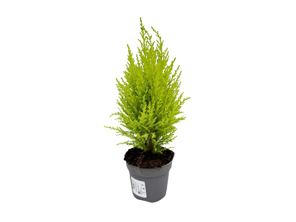 Okrasné stromy Cyprus Goldcrest Wilma 20 30cm(1)