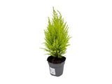 Okrasné stromy Cyprus Goldcrest Wilma 20 30cm(1)