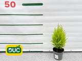 Okrasné stromy Cyprus Goldcrest Wilma 20 30cm