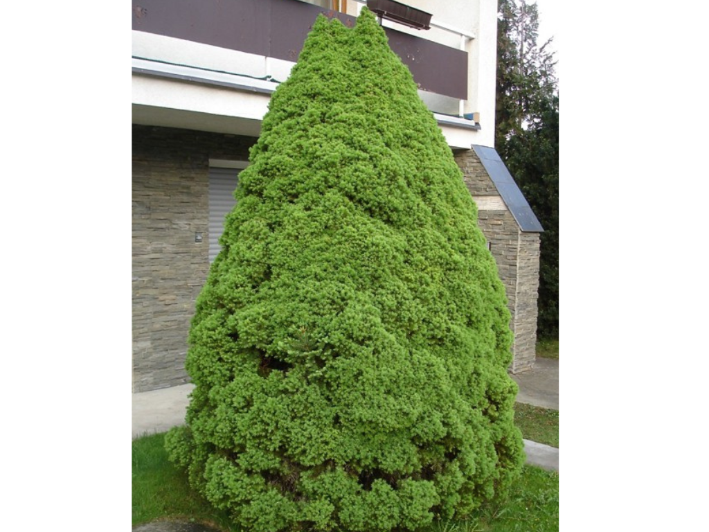 Okrasné stromy Smrek biely Conica 60 80 cm(6)