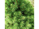 Okrasné stromy Smrek biely Conica 60 80 cm(4)