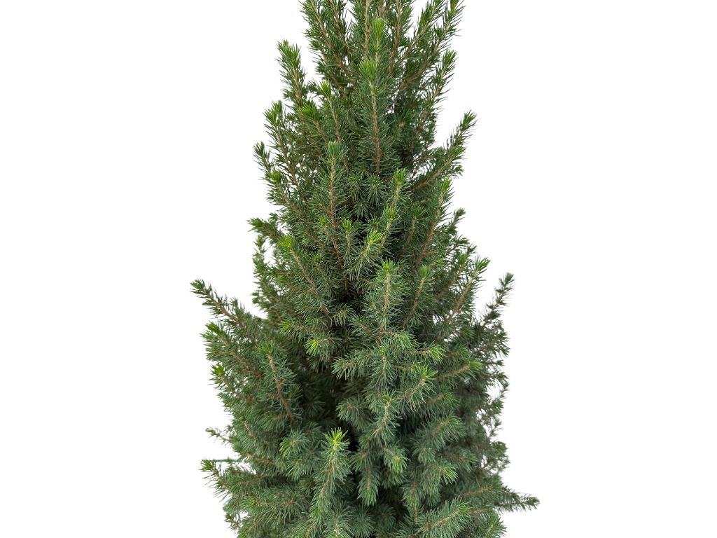 Okrasné stromy Smrek biely Conica 60 80 cm(10)