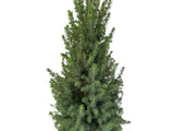 Okrasné stromy Smrek biely Conica 60 80 cm(10)