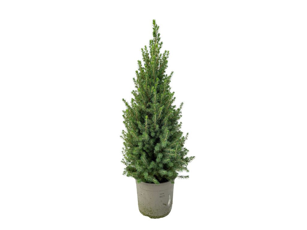 Okrasné stromy Smrek biely Conica 60 80 cm(3)