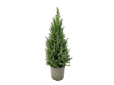 Okrasné stromy Smrek biely Conica 60 80 cm(3)