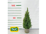 Okrasné stromy Smrek biely Conica 60 80 cm(2)