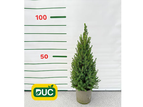 Okrasné stromy Smrek biely Conica 60 80 cm(2)