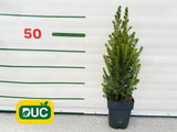 Okrasné stromy Smrek biely Conica cca 50 cm(2)