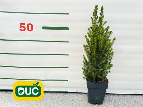 Okrasné stromy Smrek biely Conica cca 50 cm(2)