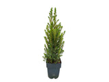 Okrasné stromy Smrek biely Conica cca 50 cm(3)
