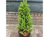 Okrasné stromy Smrek biely Conica cca 50 cm(4)