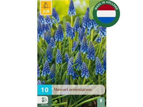 Cibuľoviny Modrica arménska 10 ks