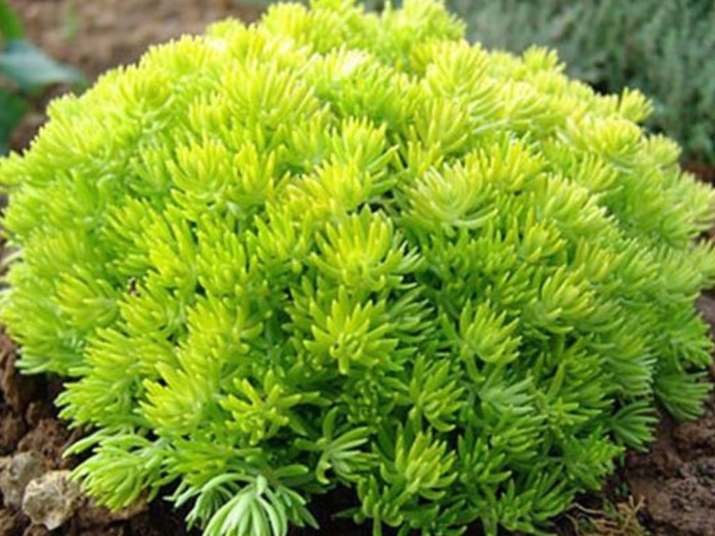 Dizajn bez názvu(629)
