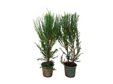 Okrasné dreviny Borievka skalná Blue Arrow 30 40 cm(6)
