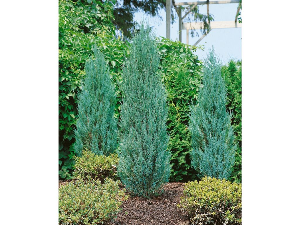 Okrasné dreviny Borievka skalná Blue Arrow 30 40 cm(4)