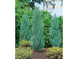 Okrasné dreviny Borievka skalná Blue Arrow 30 40 cm(4)