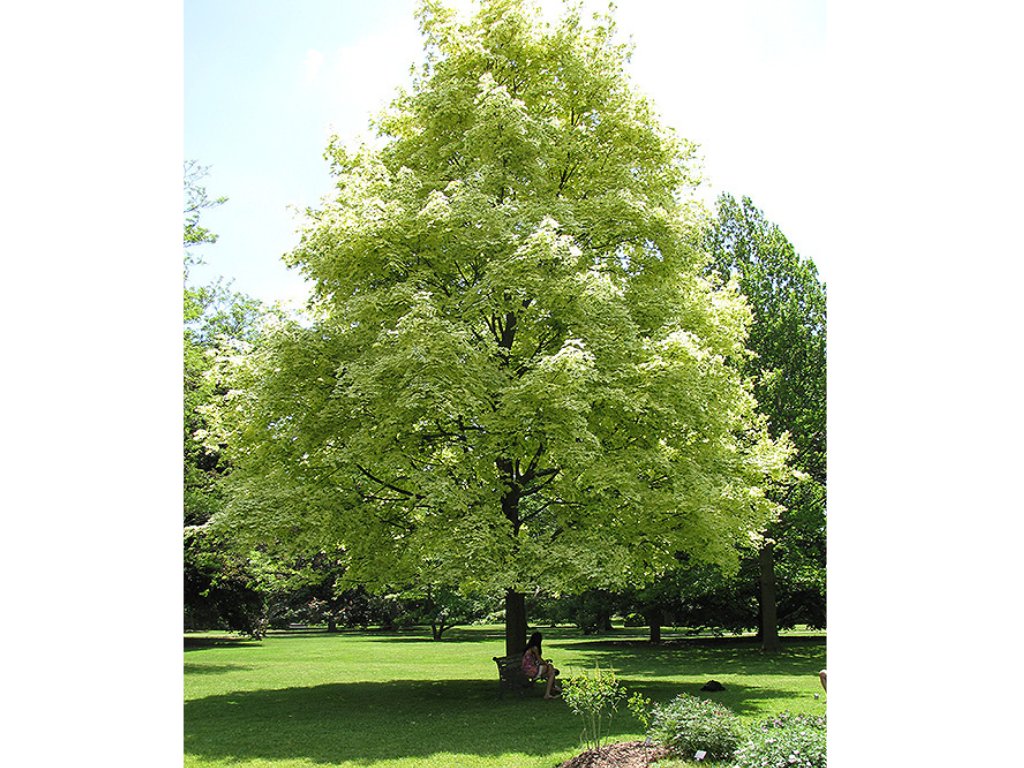 Javor mléč DRUMMONDII, výška 200-250 cm rozvětvený, květináč 35 l