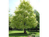 Javor mléč DRUMMONDII, výška 200-250 cm rozvětvený, květináč 35 l