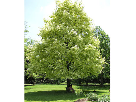 Javor mléč DRUMMONDII, výška 200-250 cm rozvětvený, květináč 35 l