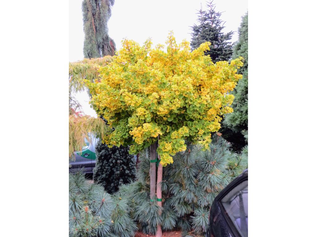 Dreviny na kmienku Ginko dvojlaločné MARIKEN na cca 50 cm kmienku(3)