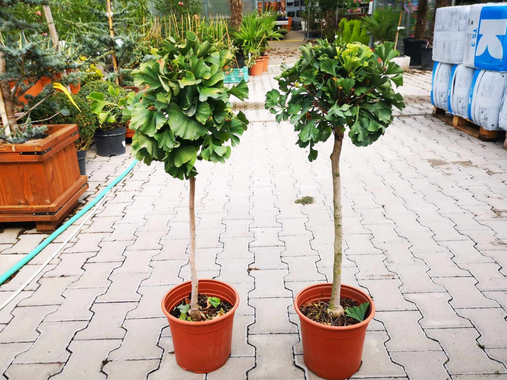 Dreviny na kmienku Ginko dvojlaločné MARIKEN na cca 50 cm kmienku(4)