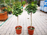 Dreviny na kmienku Ginko dvojlaločné MARIKEN na cca 50 cm kmienku(4)