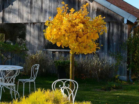 Dreviny na kmienku Ginko dvojlaločné MARIKEN na cca 50 cm kmienku(1)