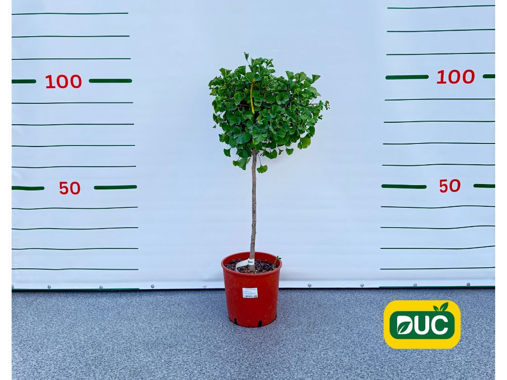 Dreviny na kmienku Ginko dvojlaločné MARIKEN na cca 50 cm kmienku(2)