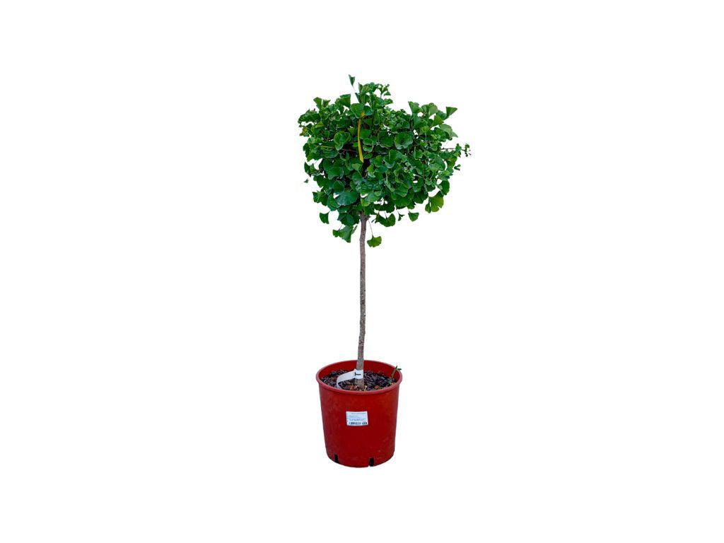 Dreviny na kmienku Ginko dvojlaločné MARIKEN na cca 50 cm kmienku(6)