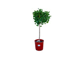 Dreviny na kmienku Ginko dvojlaločné MARIKEN na cca 50 cm kmienku(6)