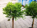 Dreviny na kmienku Kryptoméria japonská Globosa Nana na 40 50 cm kmienku(6)