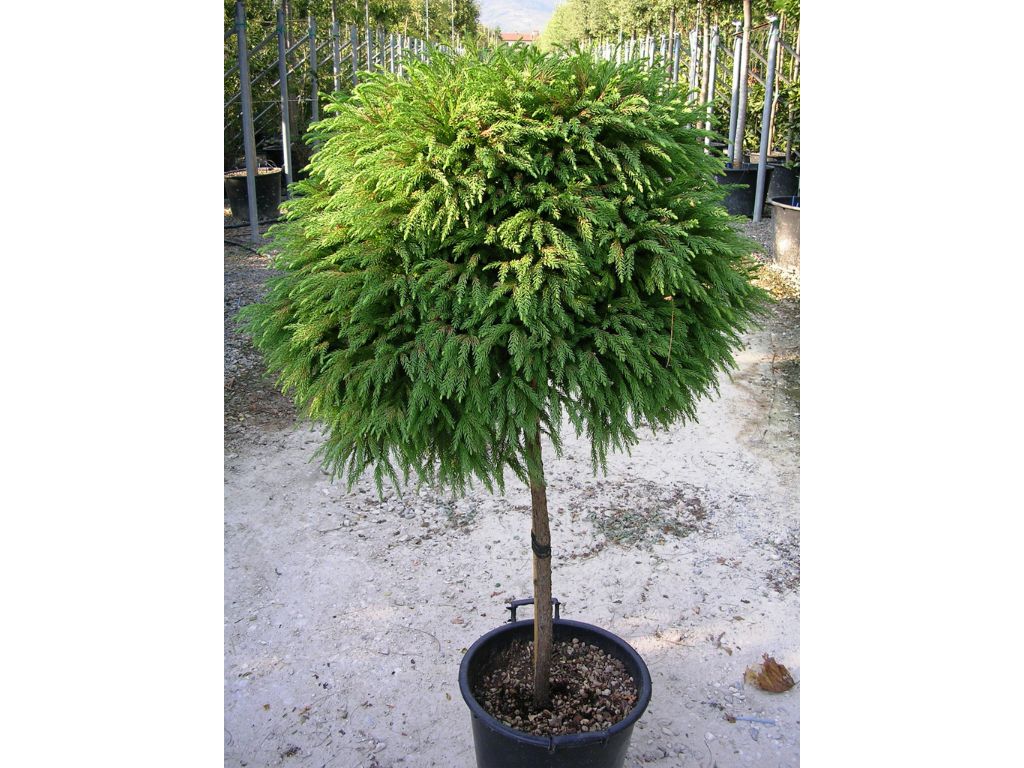 Dreviny na kmienku Kryptoméria japonská Globosa Nana na 40 50 cm kmienku(7)