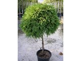 Dreviny na kmienku Kryptoméria japonská Globosa Nana na 40 50 cm kmienku(7)